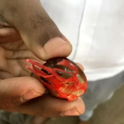 Macis Muskatblüte Gemahlen, BIO, 100g -Espresso Store 27612d91fd4dde3a639d0f64964ecebd