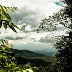 THAILAND Kaffee Ganze Bohne | Mittelkräftig, Blumige Säure, Leichte Beere | 500 G | Specialty Coffee Aus Direkthandel -Espresso Store 55feae11ce5b347b58a31e3b973e08a1