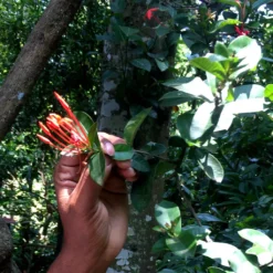 Macis Muskatblüte Gemahlen, BIO, 100g -Espresso Store e023e425dfcb2984e375ba4526a2b6f7